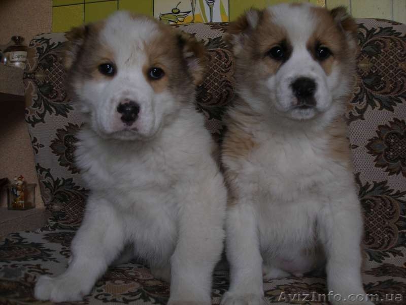 щенков среднеазиатской овчарки - <ro>Изображение</ro><ru>Изображение</ru> #2, <ru>Объявление</ru> #870073