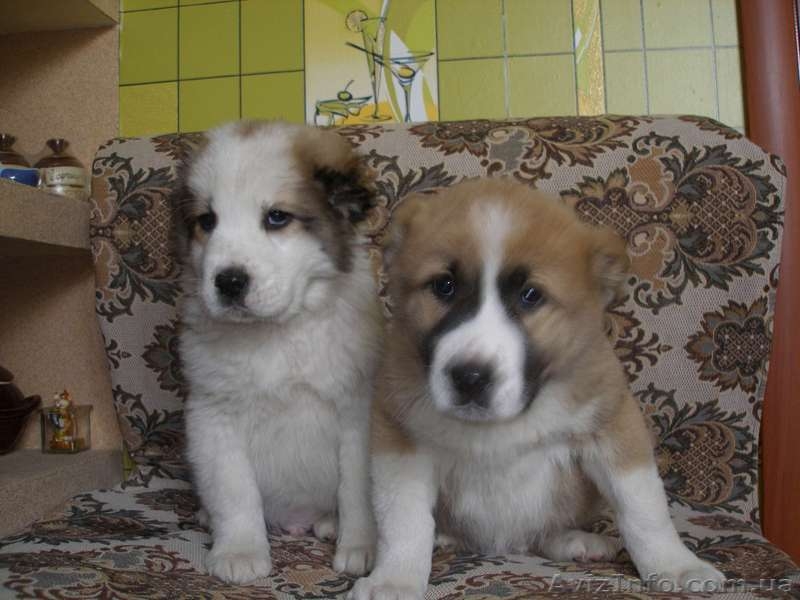 щенков среднеазиатской овчарки - <ro>Изображение</ro><ru>Изображение</ru> #1, <ru>Объявление</ru> #870073