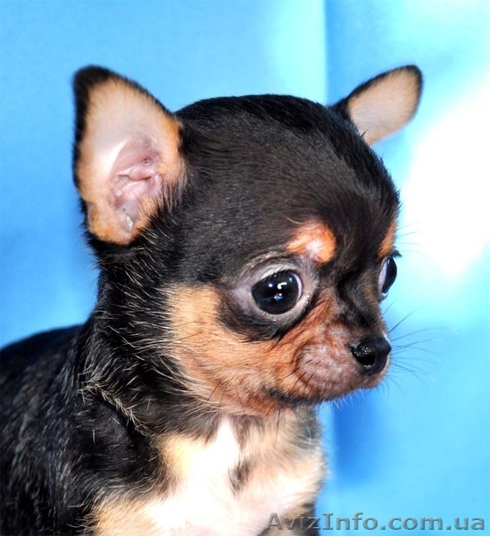 Миниатюрные красавчики чихуа недорого - <ro>Изображение</ro><ru>Изображение</ru> #1, <ru>Объявление</ru> #894135