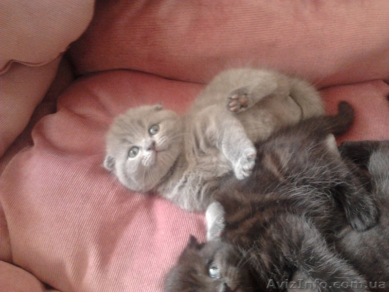 шотландские котята редких окрасов - <ro>Изображение</ro><ru>Изображение</ru> #1, <ru>Объявление</ru> #893741