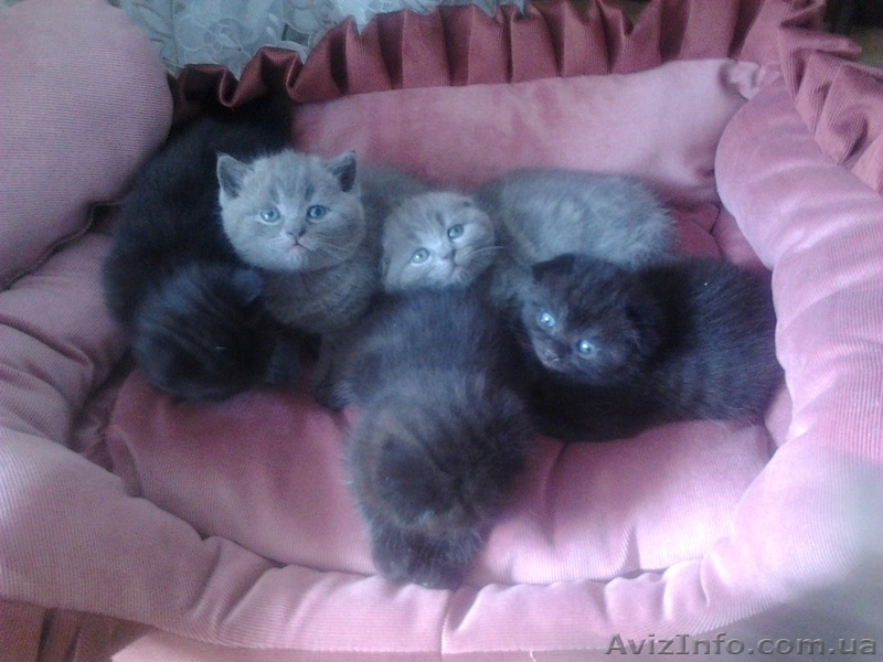 шотландские котята редких окрасов - <ro>Изображение</ro><ru>Изображение</ru> #2, <ru>Объявление</ru> #893741