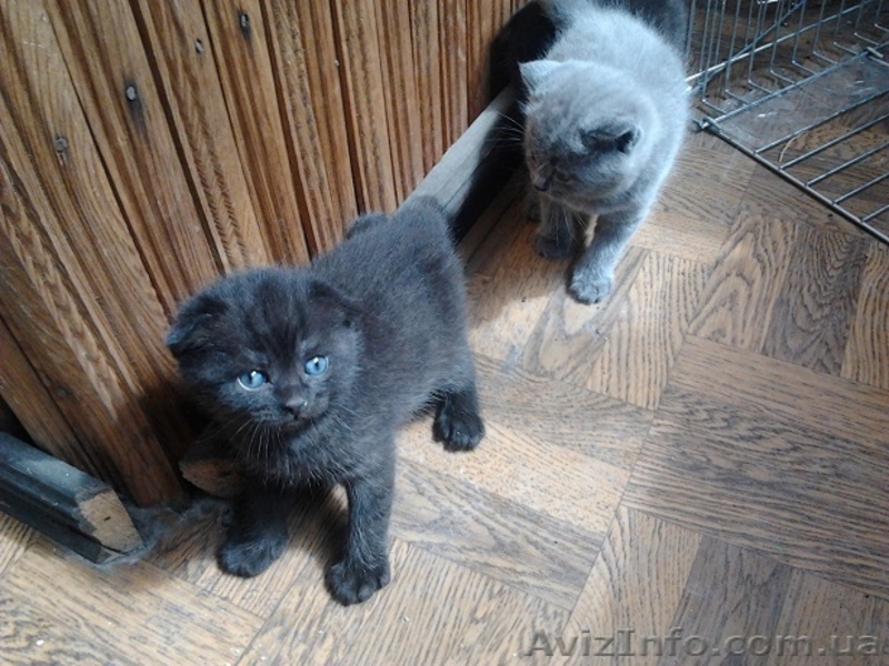 шотландские котята редких окрасов - <ro>Изображение</ro><ru>Изображение</ru> #3, <ru>Объявление</ru> #893741