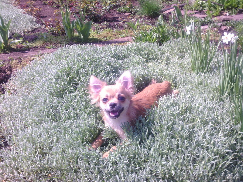 мальчик чихуахуа ищет родителей! - <ro>Изображение</ro><ru>Изображение</ru> #3, <ru>Объявление</ru> #888289