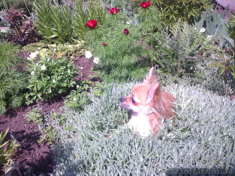 мальчик чихуахуа ищет родителей! - <ro>Изображение</ro><ru>Изображение</ru> #4, <ru>Объявление</ru> #888289