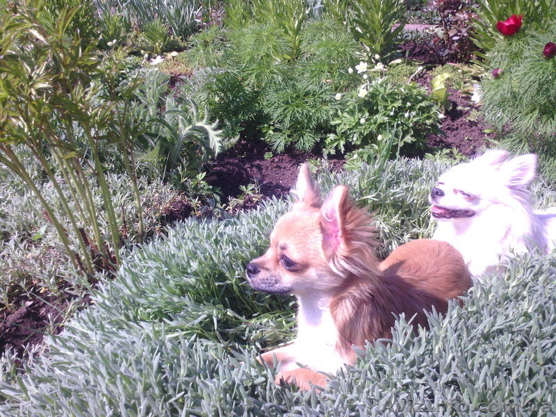 мальчик чихуахуа ищет родителей! - <ro>Изображение</ro><ru>Изображение</ru> #5, <ru>Объявление</ru> #888289