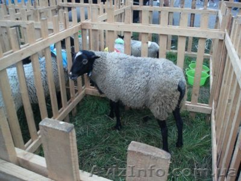 овцы романовской породы - <ro>Изображение</ro><ru>Изображение</ru> #2, <ru>Объявление</ru> #742735