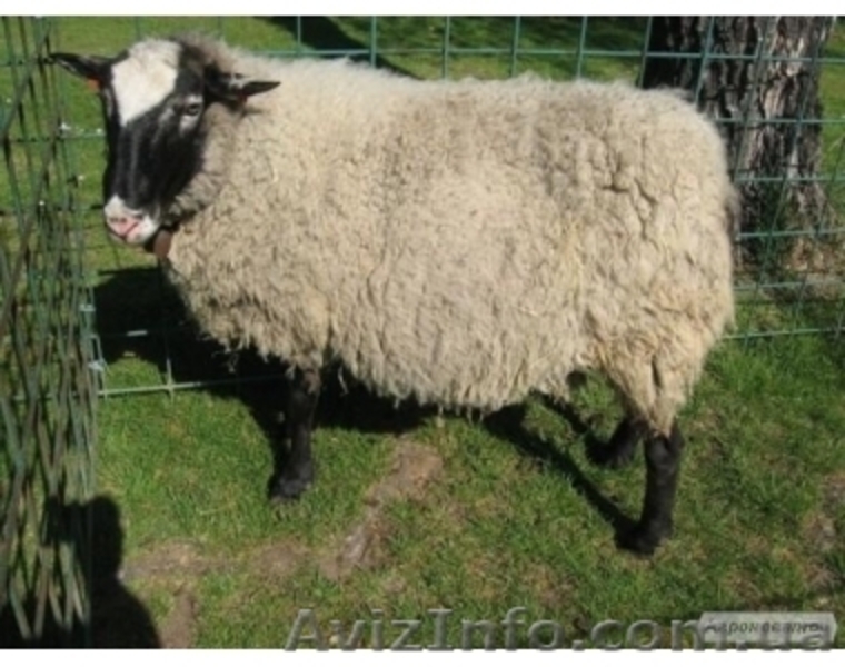 овцы романовской породы - <ro>Изображение</ro><ru>Изображение</ru> #3, <ru>Объявление</ru> #742735