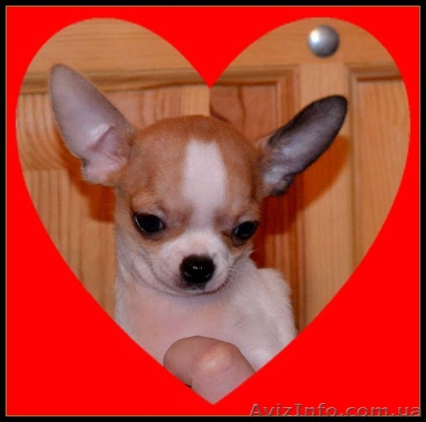 Миниатюрные красавчики чихуа недорого - <ro>Изображение</ro><ru>Изображение</ru> #2, <ru>Объявление</ru> #894135