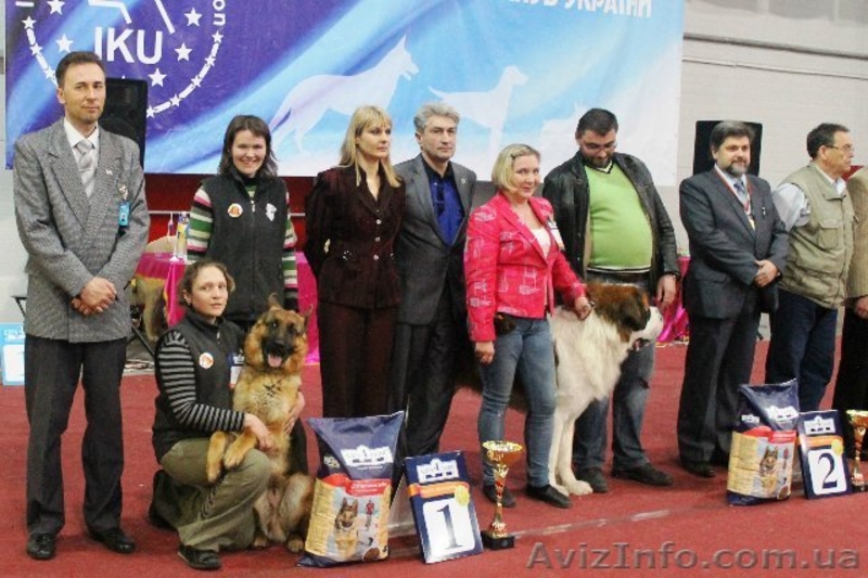 Щенки немецкой овчарки!!! - <ro>Изображение</ro><ru>Изображение</ru> #3, <ru>Объявление</ru> #946056