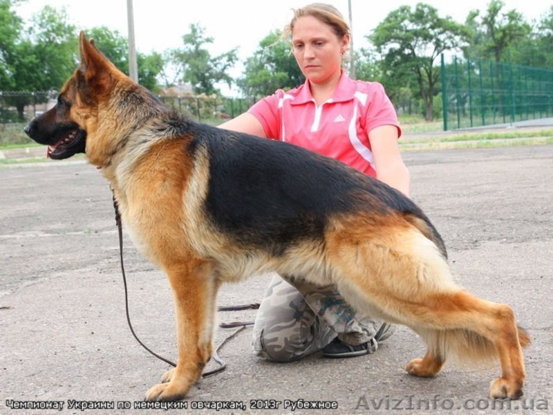 Ищу невесту!!!!! - <ro>Изображение</ro><ru>Изображение</ru> #1, <ru>Объявление</ru> #946057