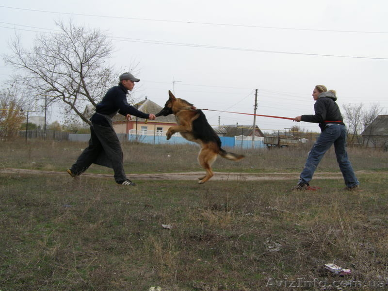 Щенки немецкой овчарки!!! - <ro>Изображение</ro><ru>Изображение</ru> #4, <ru>Объявление</ru> #946056