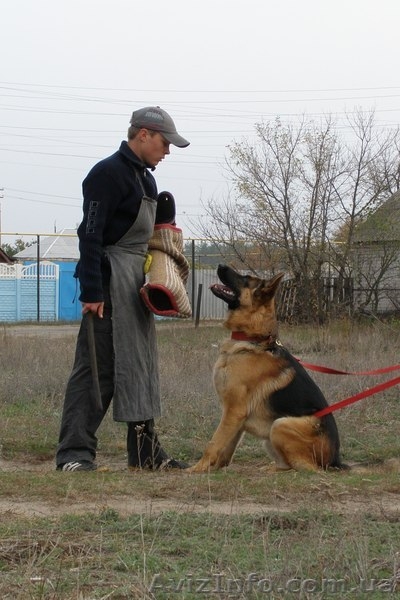 Щенки немецкой овчарки!!! - <ro>Изображение</ro><ru>Изображение</ru> #5, <ru>Объявление</ru> #946056