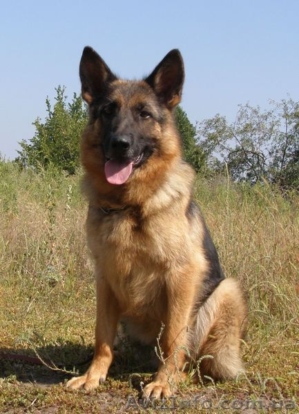 Щенки немецкой овчарки!!! - <ro>Изображение</ro><ru>Изображение</ru> #6, <ru>Объявление</ru> #946056