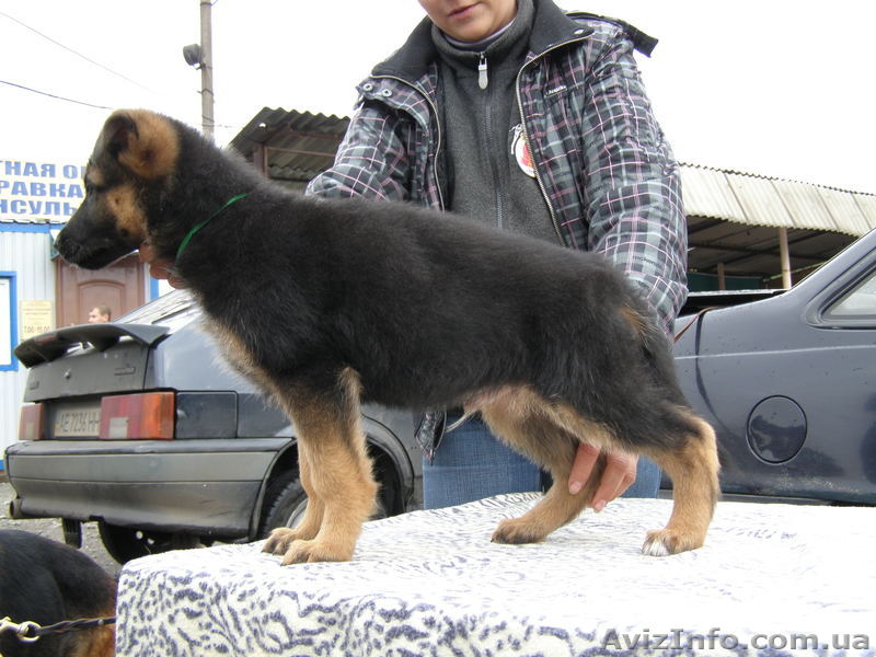 Щенки немецкой овчарки!!! - <ro>Изображение</ro><ru>Изображение</ru> #7, <ru>Объявление</ru> #946056