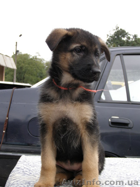 Щенки немецкой овчарки!!! - <ro>Изображение</ro><ru>Изображение</ru> #9, <ru>Объявление</ru> #946056