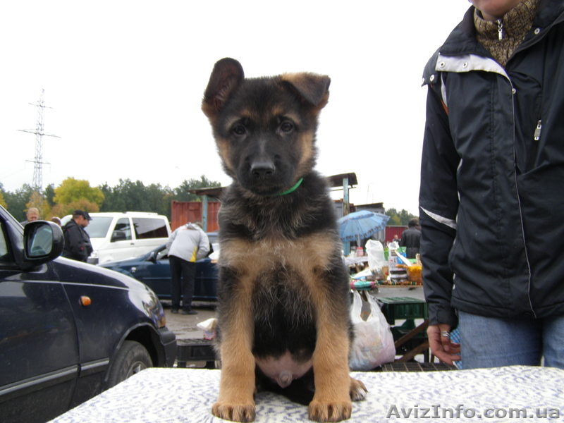 Щенки немецкой овчарки!!! - <ro>Изображение</ro><ru>Изображение</ru> #10, <ru>Объявление</ru> #946056
