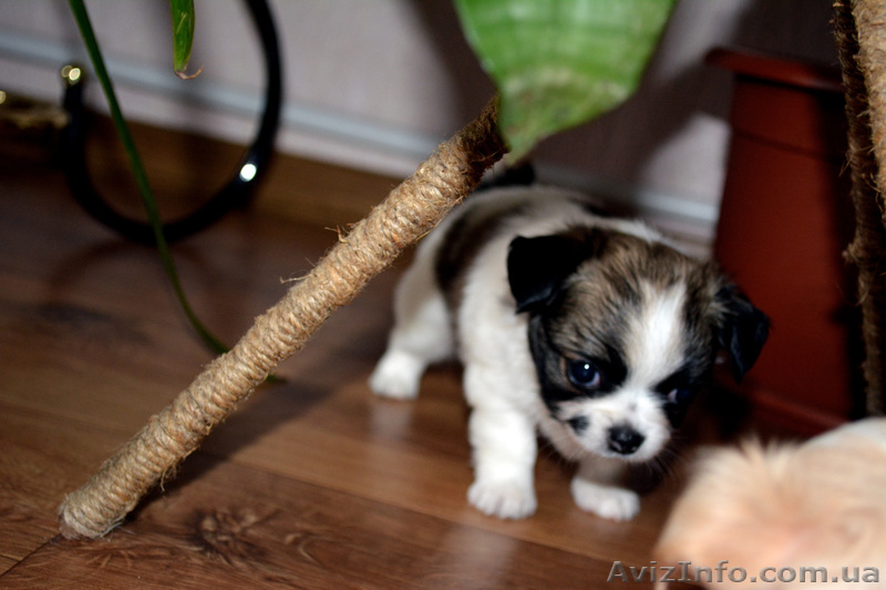 Щеночки чихуахуа мальчики - <ro>Изображение</ro><ru>Изображение</ru> #1, <ru>Объявление</ru> #987205