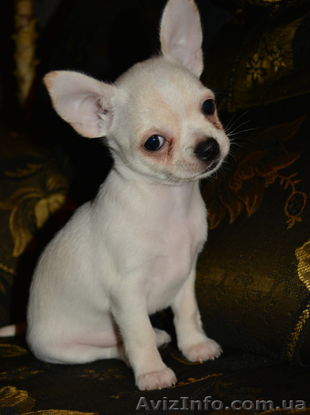 щеночки мини чихуахуа  - <ro>Изображение</ro><ru>Изображение</ru> #2, <ru>Объявление</ru> #999967
