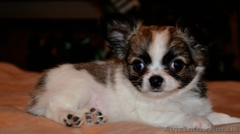 щеночки мини чихуахуа  - <ro>Изображение</ro><ru>Изображение</ru> #1, <ru>Объявление</ru> #999967
