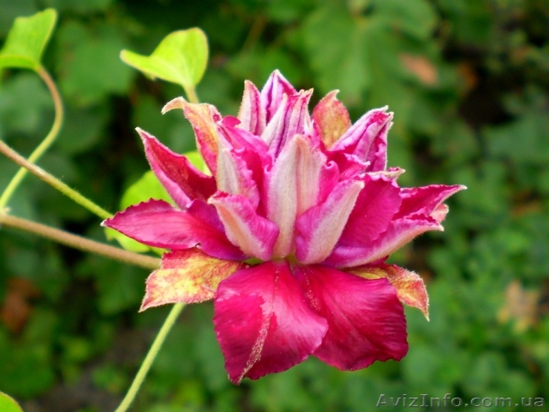 Продам саженцы клематисов по самым низким ценам - <ro>Изображение</ro><ru>Изображение</ru> #2, <ru>Объявление</ru> #1012724