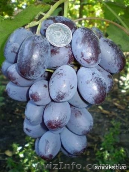 Саженцы и черенки винограда по самым низким ценам. - <ro>Изображение</ro><ru>Изображение</ru> #5, <ru>Объявление</ru> #1014283