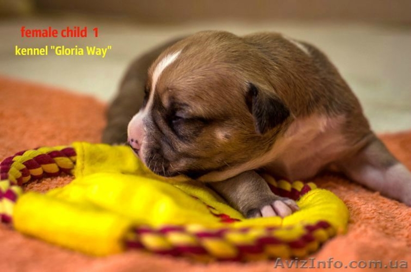 Отличные щенки амстаффа  - <ro>Изображение</ro><ru>Изображение</ru> #2, <ru>Объявление</ru> #1014991