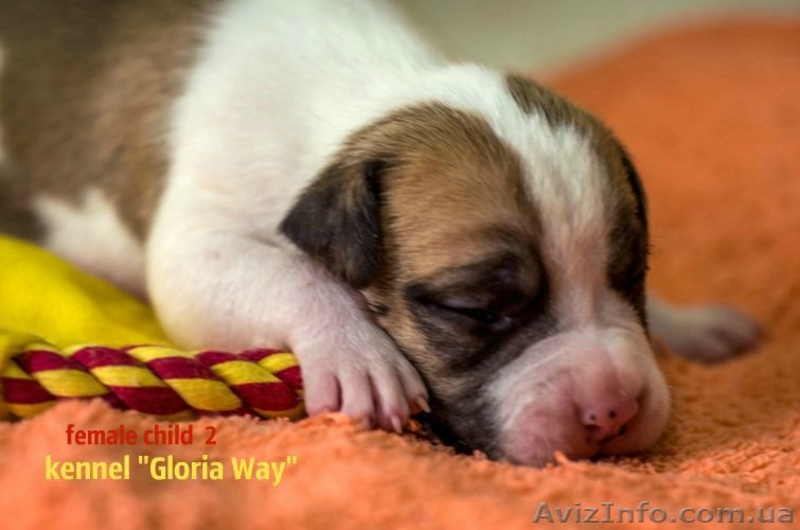 Отличные щенки амстаффа  - <ro>Изображение</ro><ru>Изображение</ru> #4, <ru>Объявление</ru> #1014991