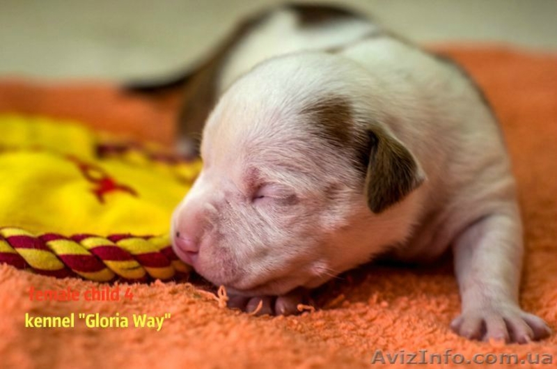 Отличные щенки амстаффа  - <ro>Изображение</ro><ru>Изображение</ru> #3, <ru>Объявление</ru> #1014991