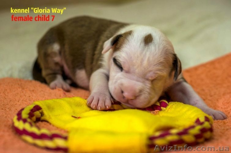 Отличные щенки амстаффа  - <ro>Изображение</ro><ru>Изображение</ru> #6, <ru>Объявление</ru> #1014991