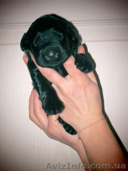 Русский чёрный терьер - щенки - <ro>Изображение</ro><ru>Изображение</ru> #2, <ru>Объявление</ru> #1027934