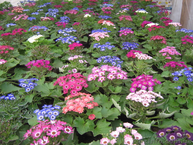 Цинерария К 14 февраля и 8 марта - <ro>Изображение</ro><ru>Изображение</ru> #3, <ru>Объявление</ru> #1024351