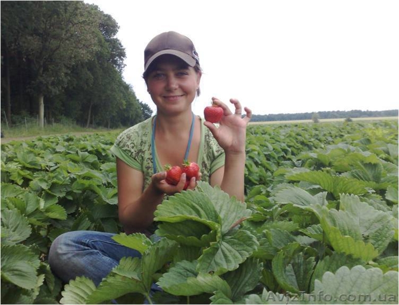 САЖЕНЦЫ FRIGO клубники Альбион Монтерей - <ro>Изображение</ro><ru>Изображение</ru> #5, <ru>Объявление</ru> #1054053