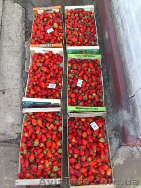 САЖЕНЦЫ FRIGO клубники Альбион Монтерей - <ro>Изображение</ro><ru>Изображение</ru> #8, <ru>Объявление</ru> #1054053