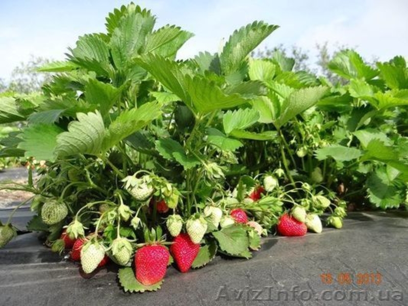 САЖЕНЦЫ FRIGO клубники Альбион Монтерей - <ro>Изображение</ro><ru>Изображение</ru> #6, <ru>Объявление</ru> #1054053