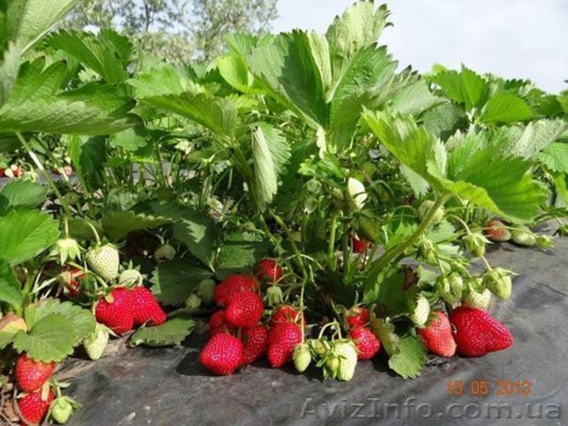 САЖЕНЦЫ FRIGO клубники Альбион Монтерей - <ro>Изображение</ro><ru>Изображение</ru> #1, <ru>Объявление</ru> #1054053