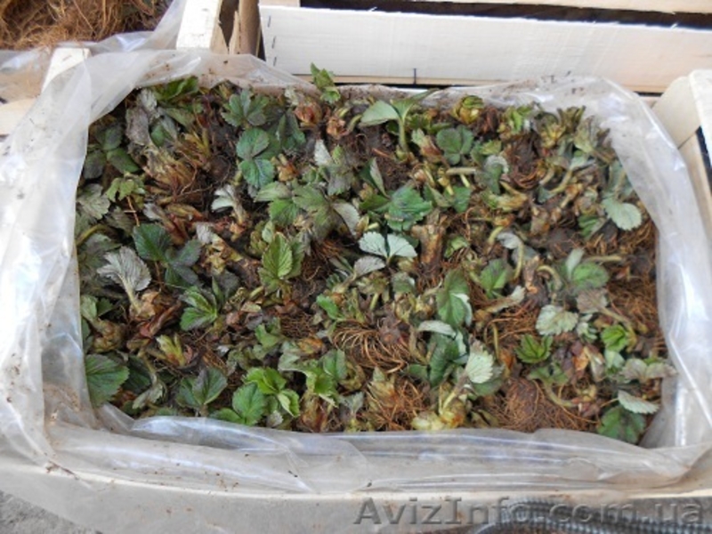 САЖЕНЦЫ FRIGO клубники Альбион Монтерей - <ro>Изображение</ro><ru>Изображение</ru> #3, <ru>Объявление</ru> #1054053