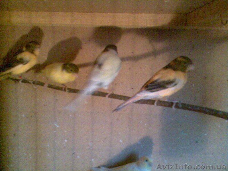 Продам канареек собственного разведения - <ro>Изображение</ro><ru>Изображение</ru> #2, <ru>Объявление</ru> #821108