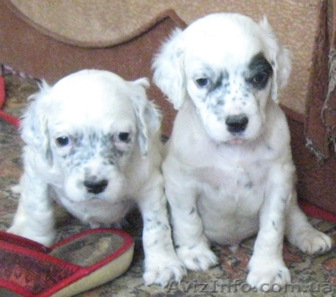 щенки английского сеттера - <ro>Изображение</ro><ru>Изображение</ru> #1, <ru>Объявление</ru> #1099928