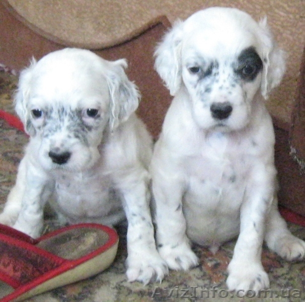 щенки английского сеттера - <ro>Изображение</ro><ru>Изображение</ru> #2, <ru>Объявление</ru> #1099928