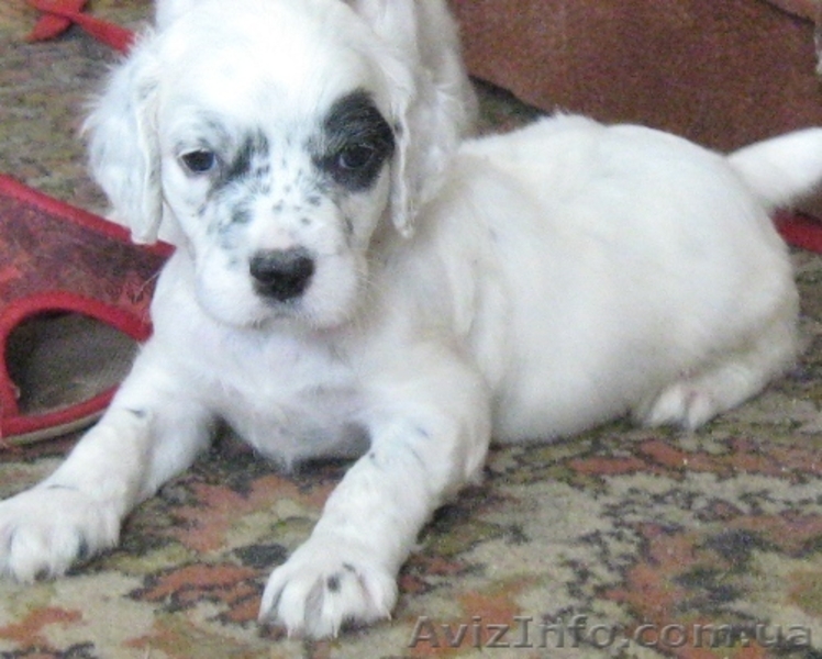 щенки английского сеттера - <ro>Изображение</ro><ru>Изображение</ru> #3, <ru>Объявление</ru> #1099928