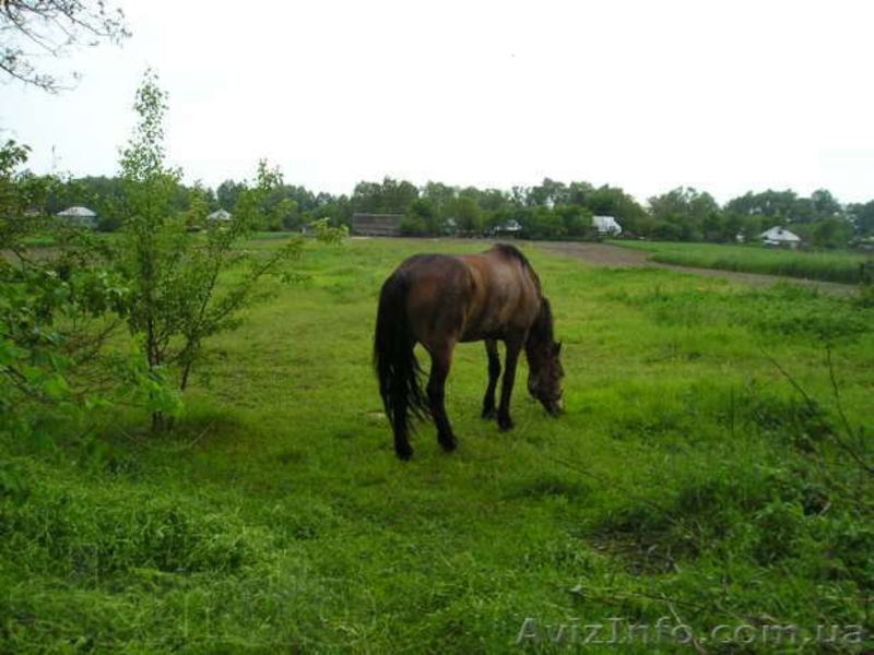 Продам усадьбу для жилья или под дачу - <ro>Изображение</ro><ru>Изображение</ru> #4, <ru>Объявление</ru> #1311435