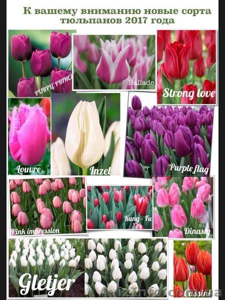 Цветы оптом, оптовая продажа тюльпанов  к 8 марта в Луганске - <ro>Изображение</ro><ru>Изображение</ru> #1, <ru>Объявление</ru> #1524693