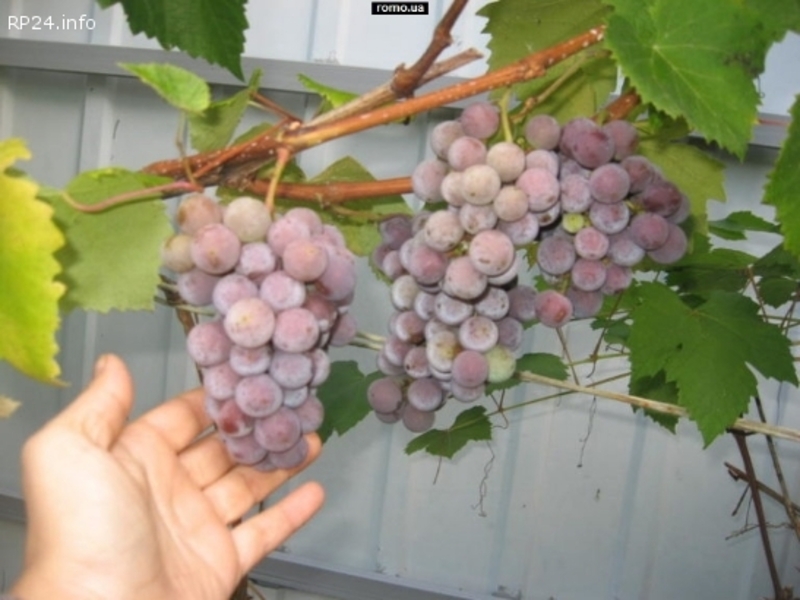 Виноград Лидия Розовая, Изабелла ягоды 100 - 300 кг. или чистый 100% сок - <ro>Изображение</ro><ru>Изображение</ru> #3, <ru>Объявление</ru> #1664195