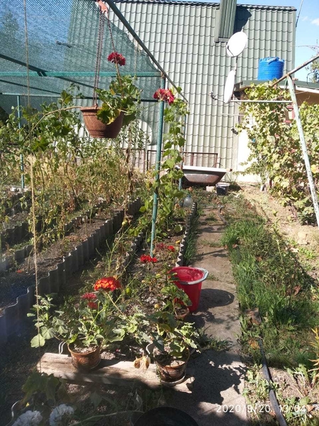 Продам дачу с пасекой на Лутугинском водохранилище - <ro>Изображение</ro><ru>Изображение</ru> #1, <ru>Объявление</ru> #1692229