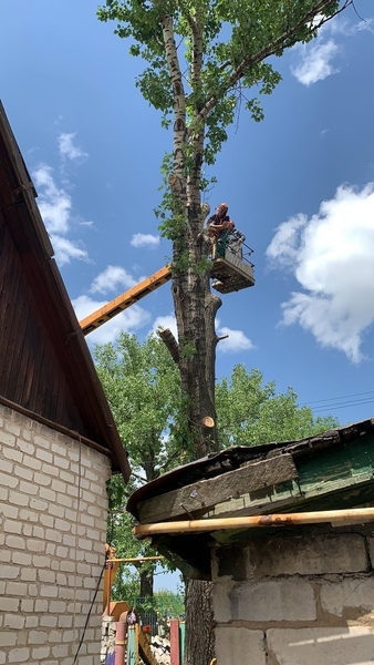 Спил и обрезка деревьев Луганск 2025 - <ro>Изображение</ro><ru>Изображение</ru> #1, <ru>Объявление</ru> #1748402