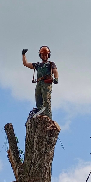 Спил и обрезка деревьев Луганск 2025 - <ro>Изображение</ro><ru>Изображение</ru> #3, <ru>Объявление</ru> #1748402